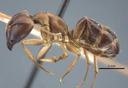 Camponotus indefinitus specimen CASENT0917151 image casent0917151_4
