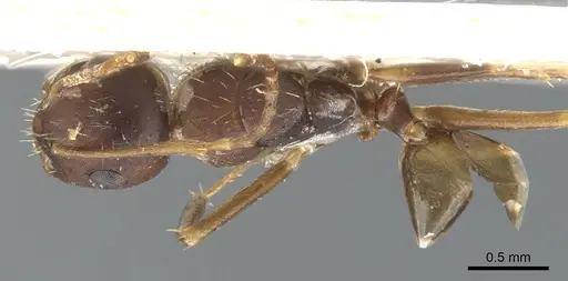 Camponotus indeflexus specimen CASENT0903580 image casent0903580_1