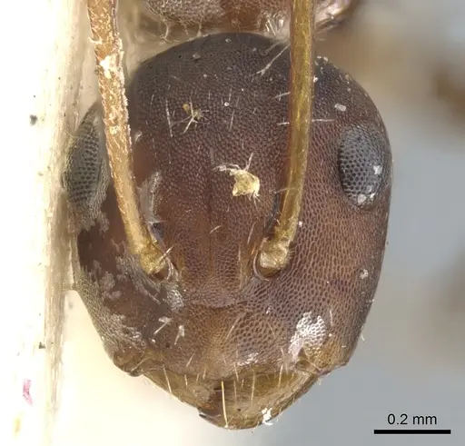 Camponotus indeflexus specimen CASENT0903580 image casent0903580_2