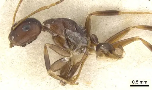 Camponotus indeflexus specimen CASENT0903580 image casent0903580_3