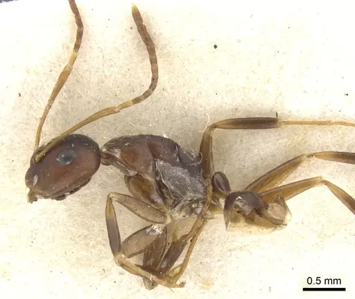 Camponotus indeflexus specimen CASENT0903580 image casent0903580_4