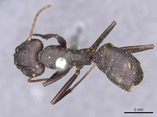 Camponotus indicatus specimen CASENT0910020 image casent0910020_1