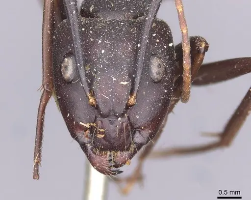 Camponotus indicatus specimen CASENT0910020 image casent0910020_2