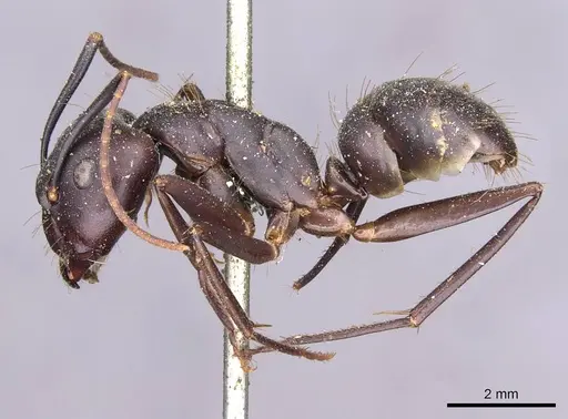 Camponotus indicatus specimen CASENT0910020 image casent0910020_3