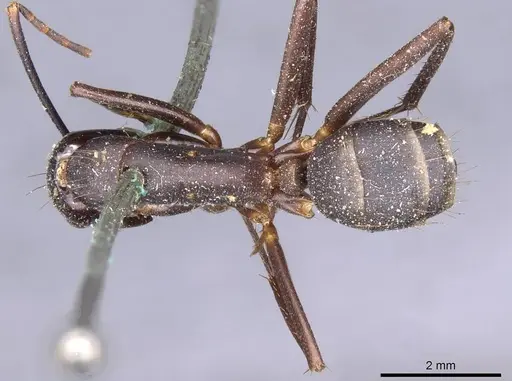 Camponotus indicatus specimen CASENT0910021 image casent0910021_1
