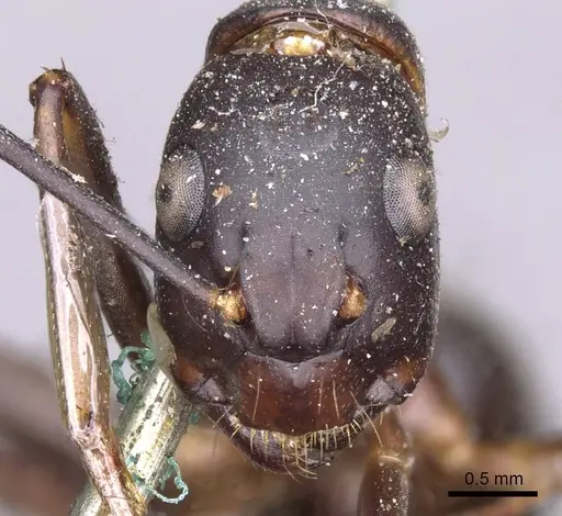 Camponotus indicatus specimen CASENT0910021 image casent0910021_2