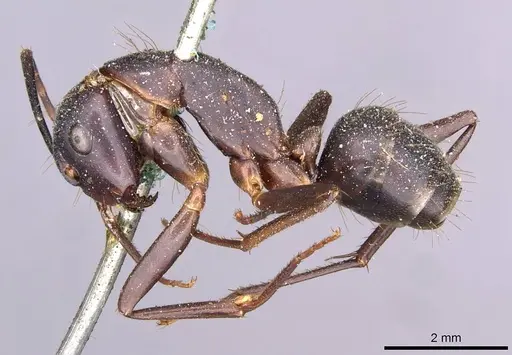 Camponotus indicatus specimen CASENT0910021 image casent0910021_3