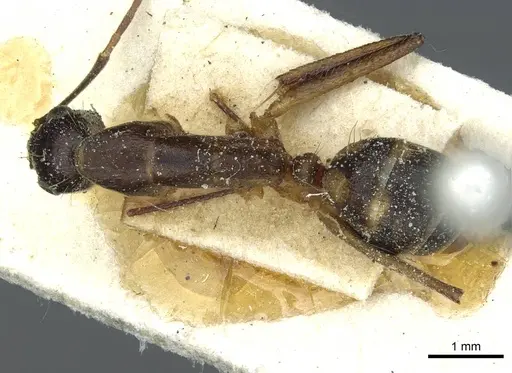 Camponotus indicatus specimen CASENT0911957 image casent0911957_1