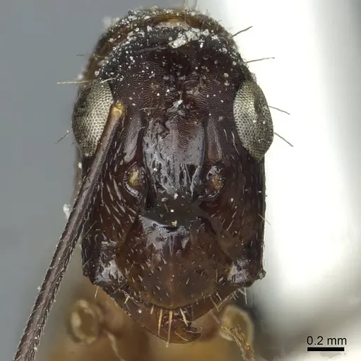 Camponotus indicatus specimen CASENT0911957 image casent0911957_2