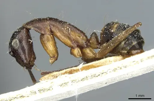 Camponotus indicatus specimen CASENT0911957 image casent0911957_3
