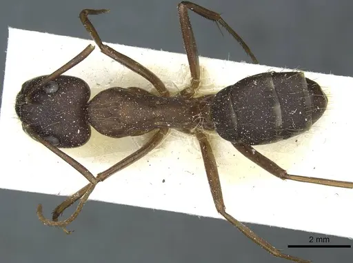 Camponotus indicatus specimen CASENT0912043 image casent0912043_1