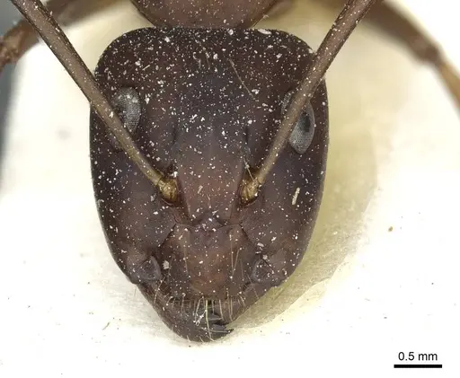 Camponotus indicatus specimen CASENT0912043 image casent0912043_2