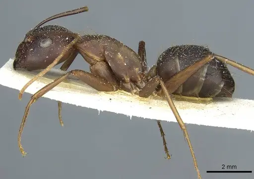 Camponotus indicatus specimen CASENT0912043 image casent0912043_3