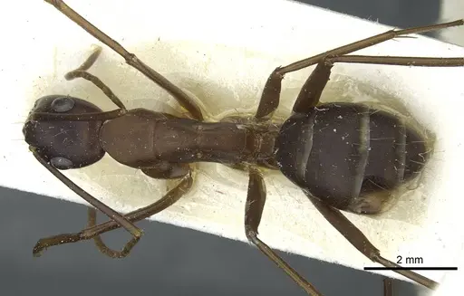 Camponotus indicatus specimen CASENT0912044 image casent0912044_1