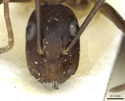 Camponotus indicatus specimen CASENT0912044 image casent0912044_2
