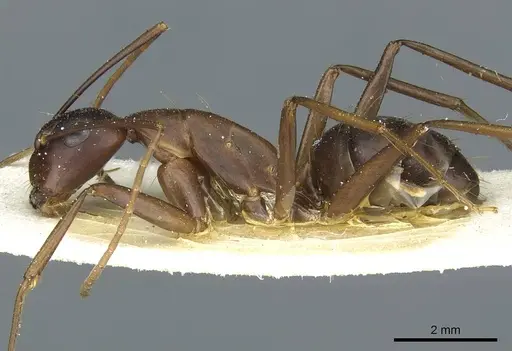 Camponotus indicatus specimen CASENT0912044 image casent0912044_3