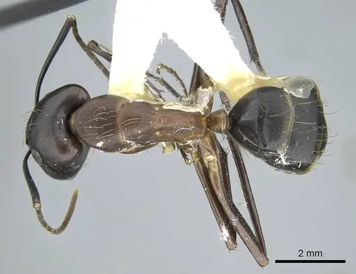 Camponotus indicatus specimen CASENT0914433 image casent0914433_1
