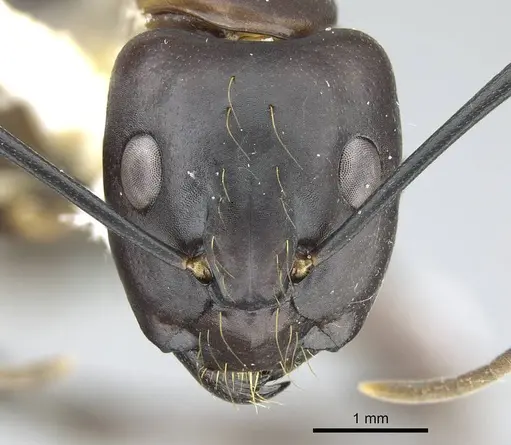 Camponotus indicatus specimen CASENT0914433 image casent0914433_2