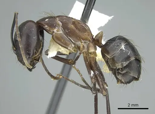 Camponotus indicatus specimen CASENT0914433 image casent0914433_3