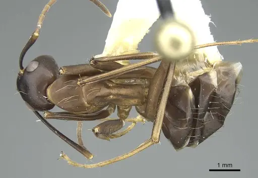 Camponotus indicatus specimen CASENT0914434 image casent0914434_1