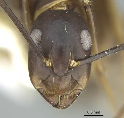 Camponotus indicatus specimen CASENT0914434 image casent0914434_2