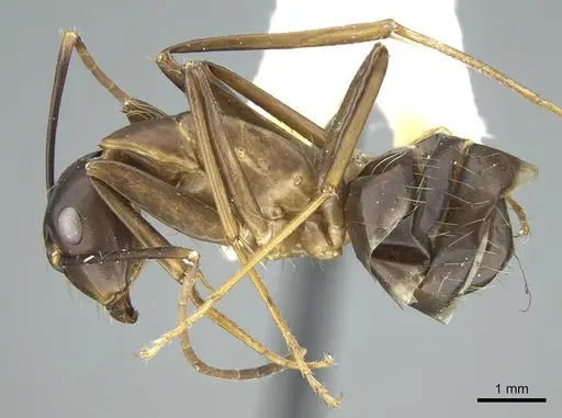 Camponotus indicatus specimen CASENT0914434 image casent0914434_3
