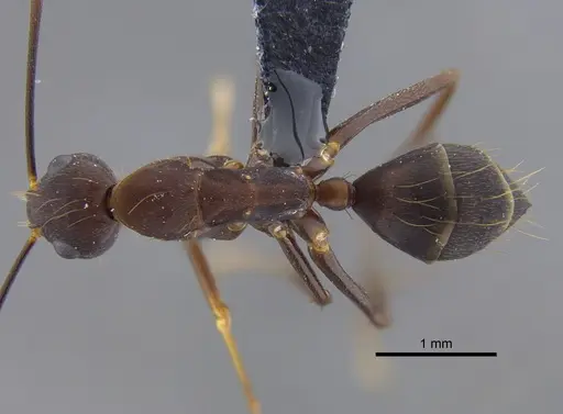 Camponotus indicatus specimen CBUMAGENT41794 image cbumagent41794_1