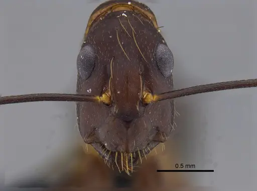 Camponotus indicatus specimen CBUMAGENT41794 image cbumagent41794_2