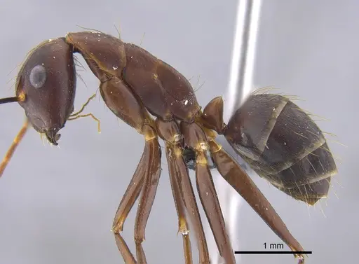 Camponotus indicatus specimen CBUMAGENT41794 image cbumagent41794_3