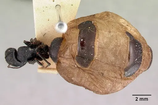 Camponotus inflatus specimen CASENT0172171 image casent0172171_1