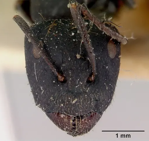 Camponotus inflatus specimen CASENT0172171 image casent0172171_2
