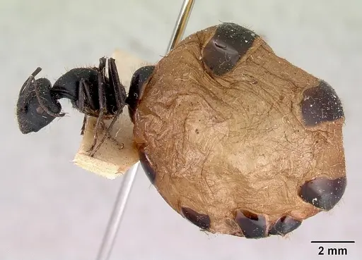 Camponotus inflatus specimen CASENT0172171 image casent0172171_3