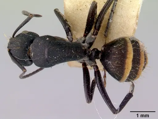 Camponotus inflatus specimen CASENT0172172 image casent0172172_1