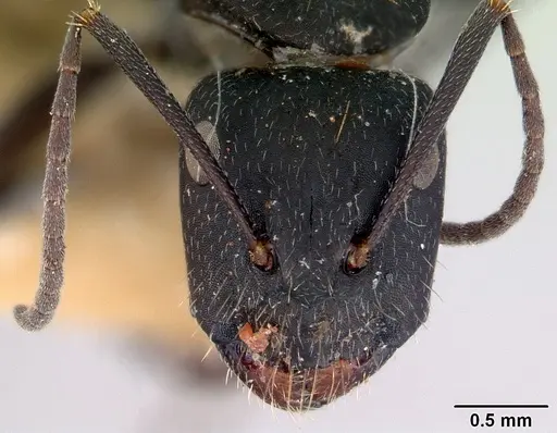 Camponotus inflatus specimen CASENT0172172 image casent0172172_2