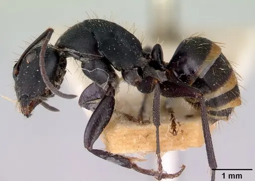 Camponotus inflatus specimen CASENT0172172 image casent0172172_3