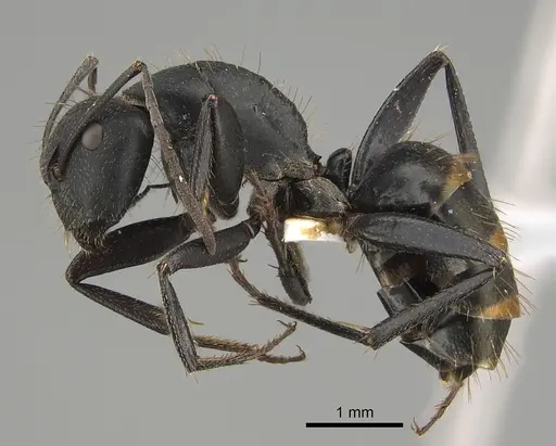 Camponotus inflatus specimen CASENT0887704 image casent0887704_1