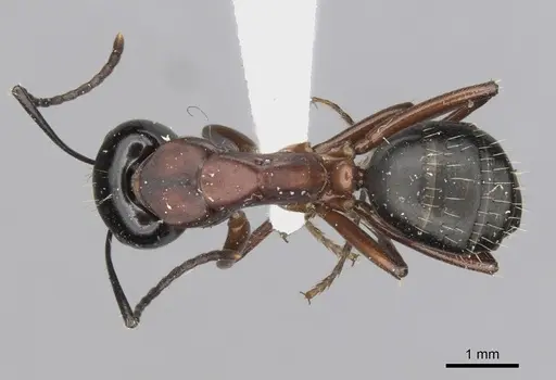 Camponotus innexus specimen CASENT0280177 image casent0280177_1
