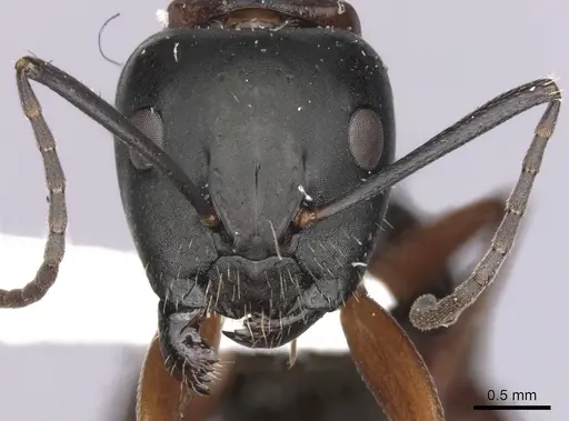 Camponotus innexus specimen CASENT0280177 image casent0280177_2
