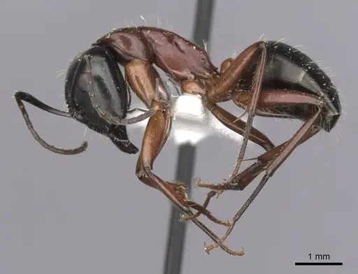 Camponotus innexus specimen CASENT0280177 image casent0280177_3