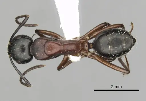 Camponotus innexus specimen CASENT0280178 image casent0280178_1