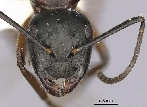 Camponotus innexus specimen CASENT0280178 image casent0280178_2