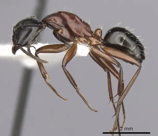 Camponotus innexus specimen CASENT0280178 image casent0280178_3