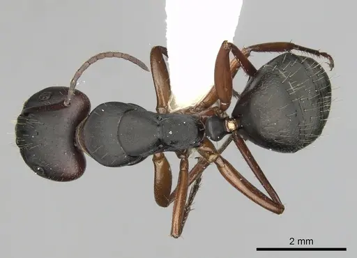 Camponotus innexus specimen CASENT0280179 image casent0280179_1