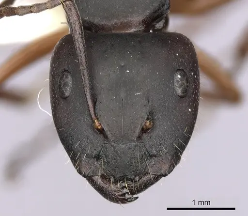 Camponotus innexus specimen CASENT0280179 image casent0280179_2