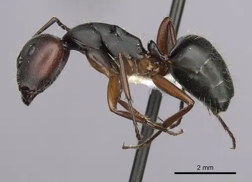 Camponotus innexus specimen CASENT0280179 image casent0280179_3