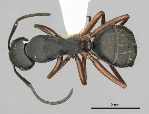 Camponotus innexus specimen CASENT0280180 image casent0280180_1