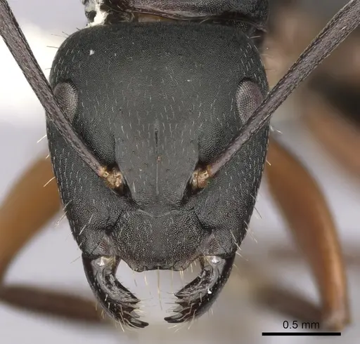 Camponotus innexus specimen CASENT0280180 image casent0280180_2