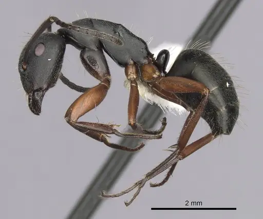 Camponotus innexus specimen CASENT0280180 image casent0280180_3