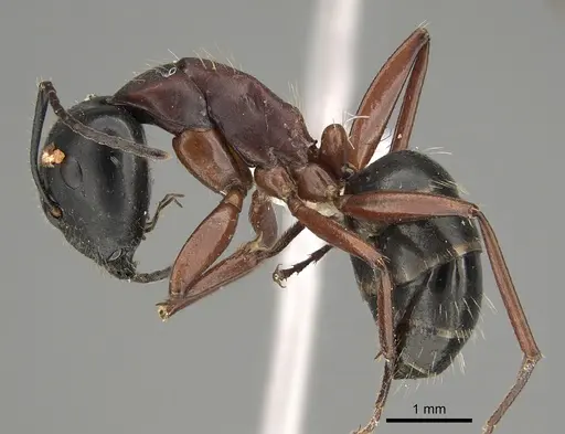 Camponotus innexus specimen CASENT0887700 image casent0887700_1
