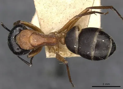 Camponotus innexus specimen CASENT0910387 image casent0910387_1